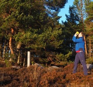 Andrew Potter Examining a Pine Tree