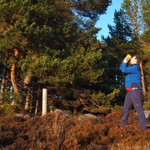 Andrew Potter Examining a Pine Tree