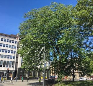 Tree at the corner of St Andrew's Square, Edinburgh