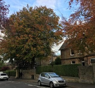 Potter Tree Consultancy Tree Risk Assessment