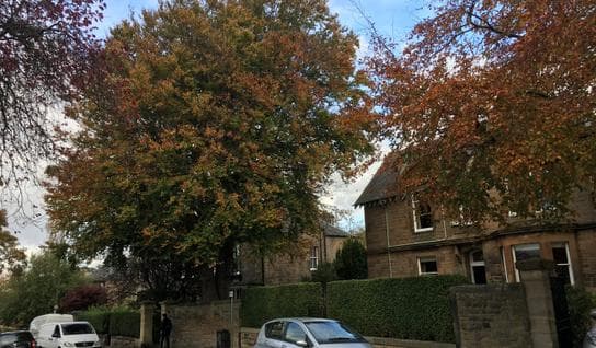 Potter Tree Consultancy Tree Risk Assessment