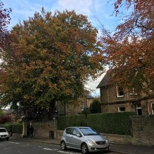 Potter Tree Consultancy Tree Risk Assessment