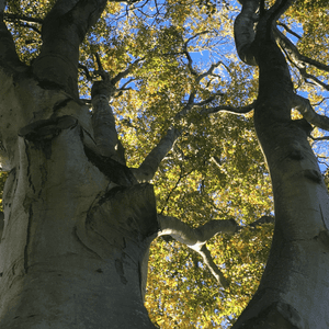 Common Beech Tree