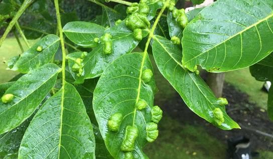 Disease affected tree leaves