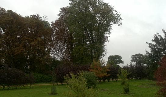 Trees planted in line with planting plan for new development