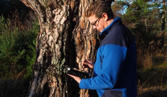 Surveying safety of trees